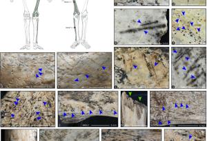 Древните магдаленци са практикували канибализъм
