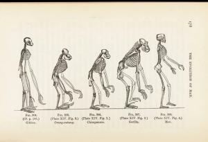 Ако еволюцията е нещо реално, защо днес все още има маймуни?