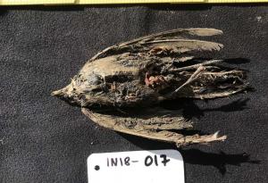 Намериха запазено тяло на птица в Сибир на над 46 000 години