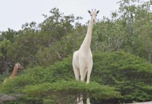 Бракониери убиха единствения бял женски жираф в света