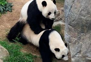 Панди се чифтосаха за първи път от 10 години, след като COVID-19 опразни зоопарка от посетители
