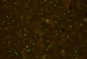 Древна форма на живот „се събуди“ след 100 млн. години