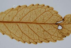 Листа на 23 млн. години показват как растенията биха реагирали на покачващите се нива на CO2