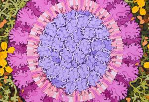 Мутация на коронавируса спомогна за разпространението на заболяването, но направи вируса уязвим за ваксини