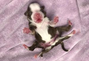 Това очарователно 6-крако кученце се роди по време на снежната буря в Оклахома