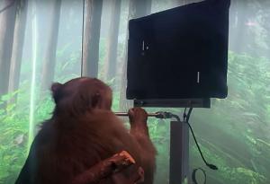 Вижте как маймуна играе на видео игри със съзнанието си чрез Neuralink на Илон Мъск