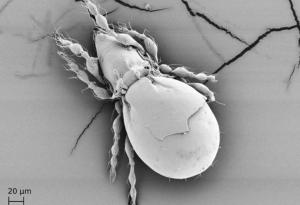 Бръмбарче доказва, че е възможно да се оцелее милиони години без секс