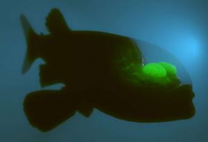 Запознайте се с дълбоководната риба с прозрачна глава (видео)