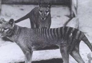 Австралийски учени се опитват да „възкресят“ тасманийския вълк