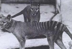 Учени се надяват, че до 10 години ще „съживят“ изчезналия тасманийски вълк