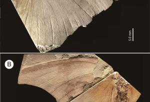 Откриха нов, вече изчезнал вид пеперуда във вкаменелост, съхранявана десетилетия в японски музей