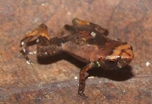 Жаба с размера на грахче вероятно е най-малкото гръбначно в света 