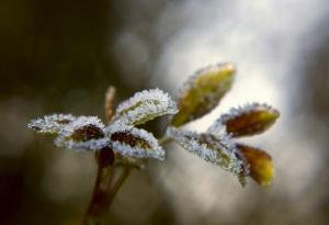Защо студът е важен за растенията?
