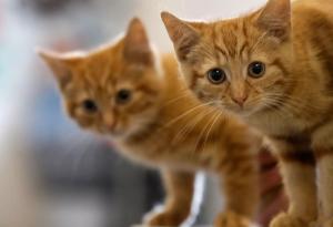 Полски институт класифицира котките като "инвазивен чуждоземен вид"