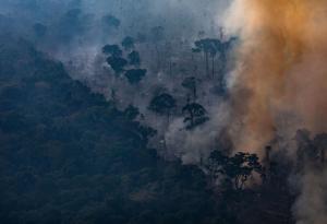 Големи части от амазонските гори вероятно никога няма да се възстановят