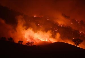 При пожарите в Австралия са пострадали около 3 млрд. животни