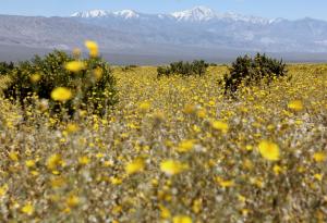 Цъфтежът на диви цветя превръща Долината на смъртта - най-сухото място в Северна Америка, в "златен" килим 