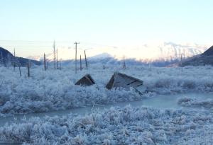 През 1964 г. „Призрачната гора“ на Аляска се ражда от най-мощното земетресение в историята на САЩ
