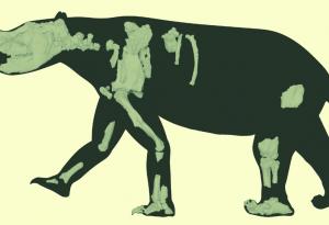 Четвърттонно торбесто животно, бродило из Австралия преди 3,5 млн. години, „не прилича на нито едно живо същество днес“