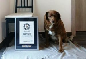 Световните рекорди на Гинес изясняват твърденията за действителната възраст на Боби - най-старото куче в света, починало наскоро
