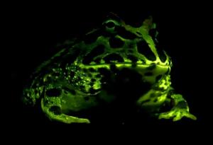 Жабите сияят в здрача