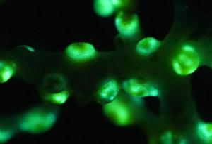 Този сияещ в зелено корал е първият докладван случай на биолуминисценция в дълбоководна пещера