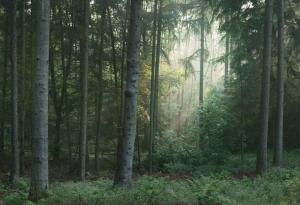 Тропическите дървета използват социално дистанциране, за да поддържат биоразнообразието