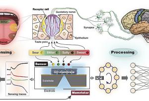 Изкуствен език на базата на графен постига вкусови усещания, близки до човешките