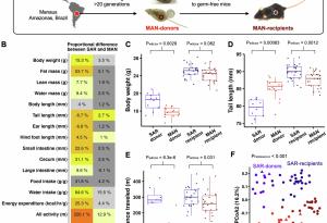 Чревните микроби предават поведенчески черти на потомството при мишки независимо от гените