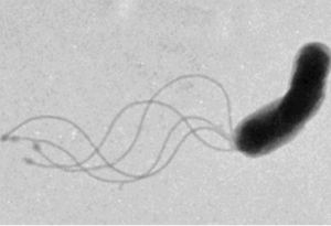 Ето как всъщност плуват бактериите