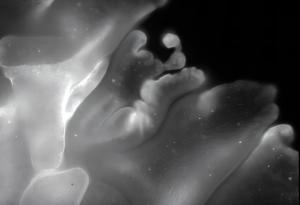 Едни от най-примитивните животни на Земята са способни да се сгъват като оригами