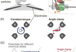 Как биологичните двигатели постигат максимална ефективност