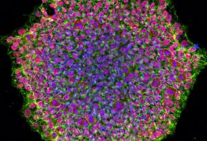 За първи път учените напълно изтриват паметта на клетката и я превръщат в стволова