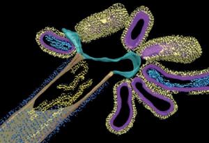 Откриха нов хибриден вирус, получен от сливането на грип тип А и респираторния синцитиален вирус