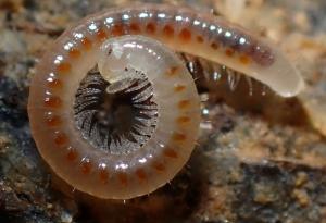 Български учен участва в описването на два нови за науката вида и нов род многоножки от Карпатите и Кавказ 