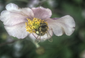 Ако пчелите замлъкнат: има ли бъдеще без тях?