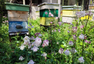 Климатичен капан: Пчелите у нас оцеляват все по-трудно