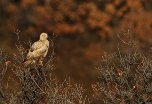 За устрема на птиците към севера и как климатът променя териториите им