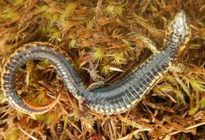 Откриха нов вид гущер в Перу