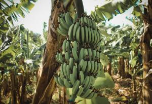 Учени предлагат да използваме бананови дървета в борбата с горските пожари