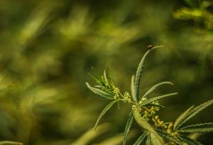 Индустриалният коноп: трудното завръщане на едно набедено, но многообещаващо растение