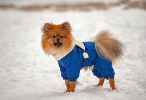 Защо малките кучета треперят толкова много?