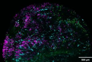 Ретина, отгледана в лаборатория, обяснява защо хората виждат цветове, а кучетата не могат 