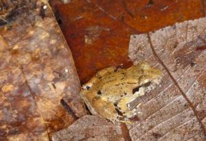 Мъжките на миниатюрна зъбата жаба прегръщат малките си