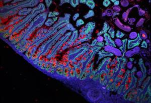 Учени подготвят карта на човешкото тяло клетка по клетка 