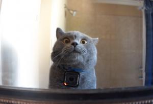 Мъж закачи камера на котката си и откри удивителни неща за живота на домашния си любимец