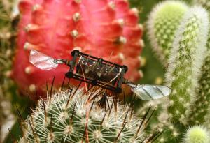 Земни пчели вдъхновиха техники за ремонт на увредени крила на роботизирани насекоми