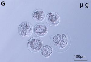 Отгледаха миши ембриони в космоса за първи път