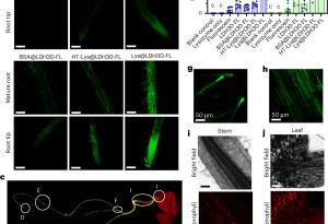 Наночастици успешно доставят генетичен материал на растенията чрез корените