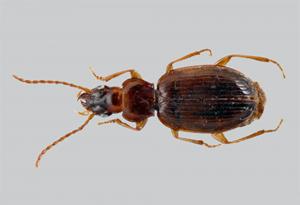 Български учени откриха нов за науката бръмбар в Странджа